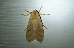 Halysidota tessellaris