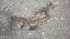 Lampropeltis calligaster