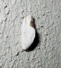 Cilix hispanica