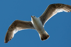 Larus cachinnans