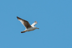 Larus cachinnans
