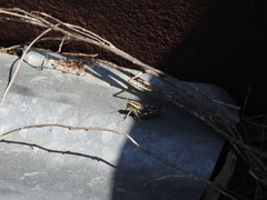 Aeoloplides rotundipennis