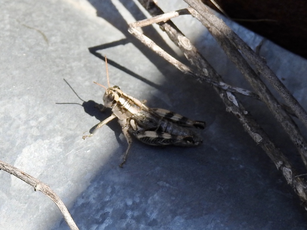Rio Grande Saltbush Grasshopper