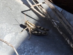 Aeoloplides rotundipennis