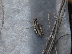 Aeoloplides rotundipennis