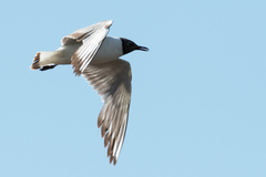 Chroicocephalus ridibundus