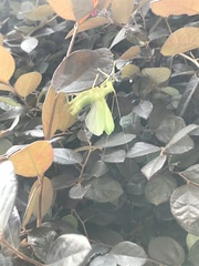 Pterophylla camellifolia