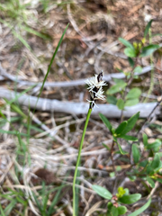 Carex concinnoides
