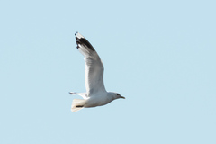 Larus canus
