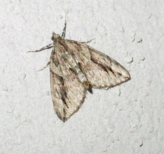Thera cupressata
