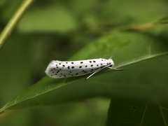 Yponomeuta multipunctella