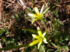 Gagea pusilla