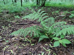 Athyrium filix-femina