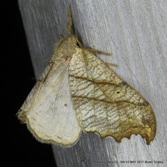 Drepana bilineata