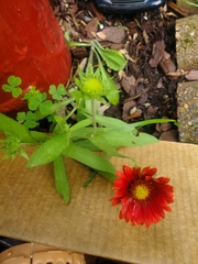 Gaillardia amblyodon