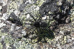 Pardosa labradorensis