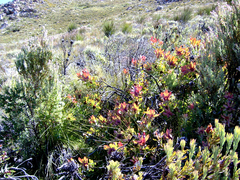 Leucadendron cordatum
