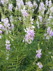 Galega
