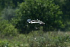 Sterna hirundo