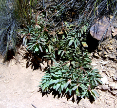 Leucadendron cordatum