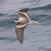Ringed Storm-Petrel - Photo (c) Gunnar Engblom, some rights reserved (CC BY-NC-SA)