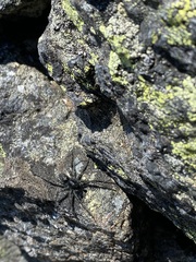 Pardosa labradorensis