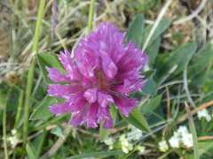 Trifolium medium
