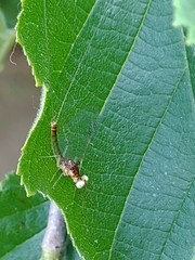 Maccaffertium terminatum placitum