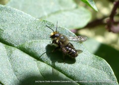 Megachile amparo