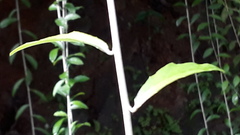 Tarlmounia elliptica