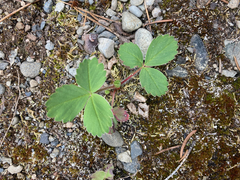 Fragaria virginiana platypetala