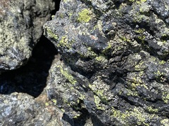 Pardosa labradorensis