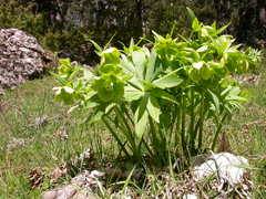Helleborus cyclophyllus