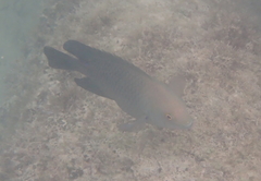 Hemiglyphidodon plagiometopon