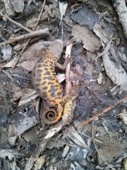 Triturus carnifex