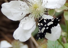 Pseudothyris sepulchralis