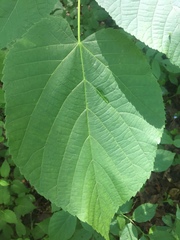 Tilia americana heterophylla