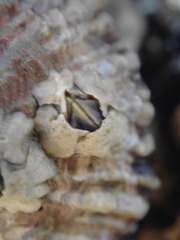 Austrominius modestus