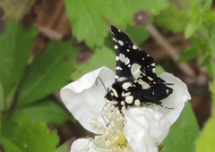 Pseudothyris sepulchralis