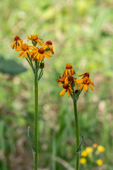 Tephroseris porphyrantha