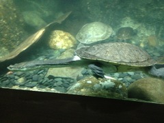 Chelodina rugosa