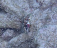 Halichoeres nebulosus