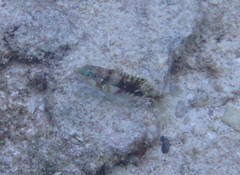 Halichoeres nebulosus