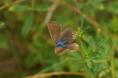 Polyommatus icarus