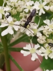 Molorchus umbellatarum