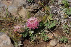 Trifolium macrocephalum