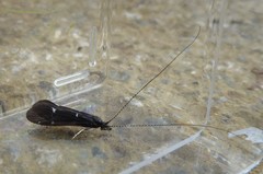 Athripsodes bilineatus