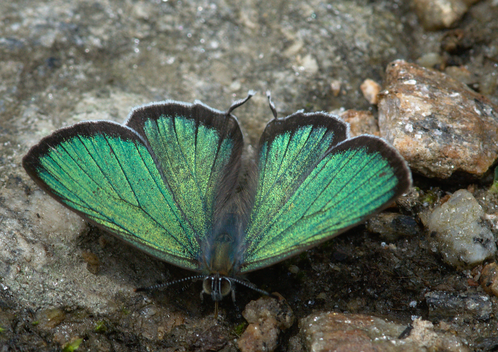 Silver Hairstreak
