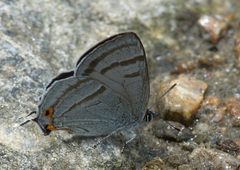 Chrysozephyrus syla