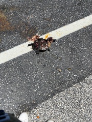 Malaclemys terrapin terrapin